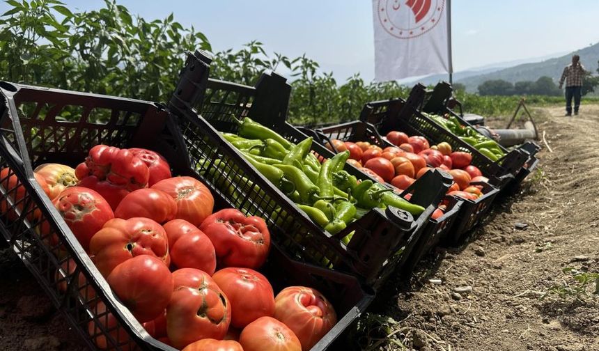 Osmaniye'de domates ve biber hasadı