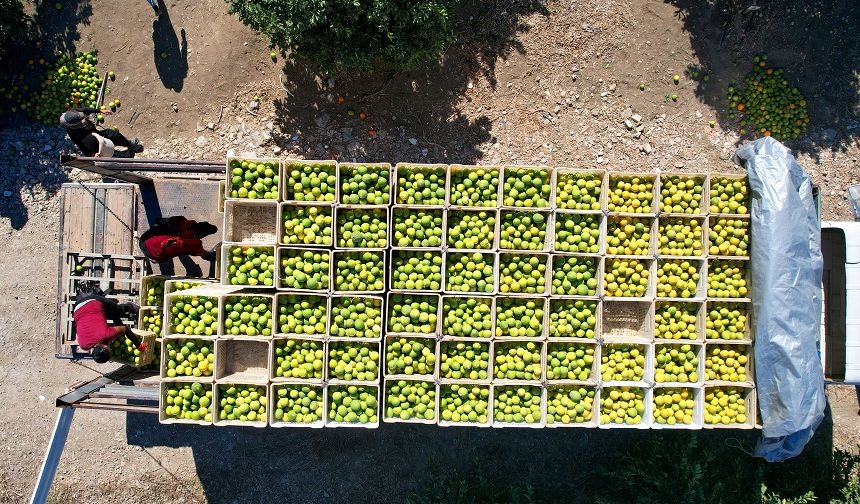 Portakaldan 371 bin ton verim bekleniyor