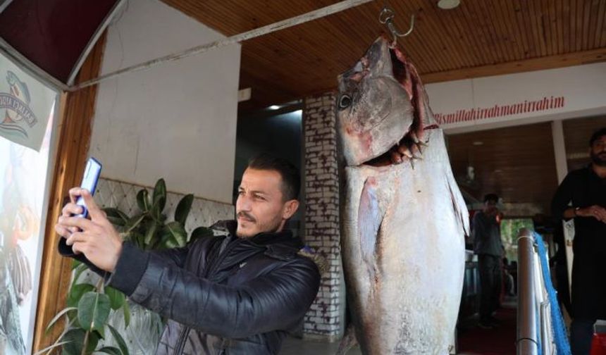 Balıkçı Ağına İnsan Boyunda Orkinos Takıldı