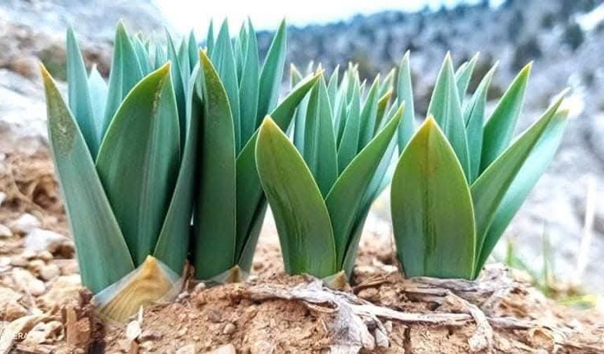 Kahramanmaraş’ta Çiriş Otu Sezonu Başladı