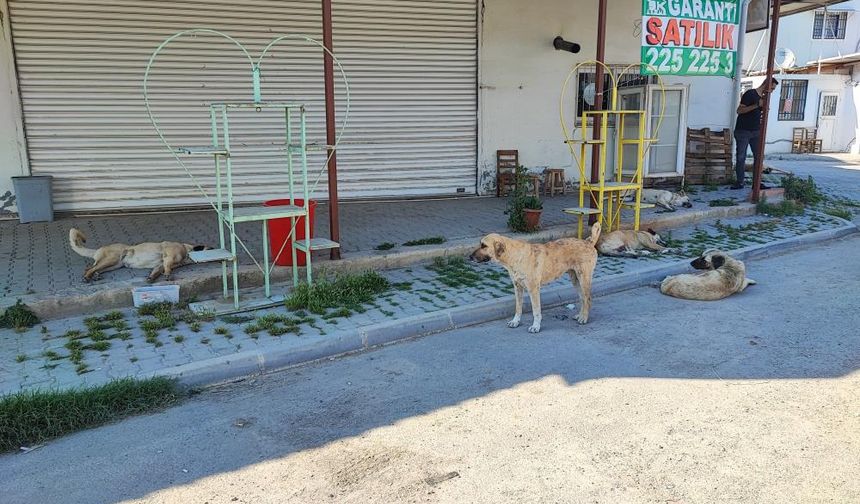 Sokak Köpekleri Vatandaşları Tedirgin Ediyor