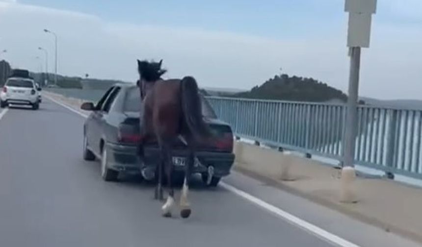 Atı Araca Bağlayarak Trafiğe Çıkan Sürücüye Ceza