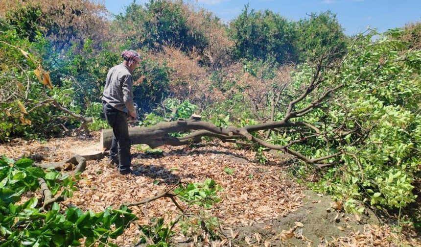 Don Narenciye Ağaçlarını Kuruttu, Çiftçi Yeni Ağaçlar Dikiyor
