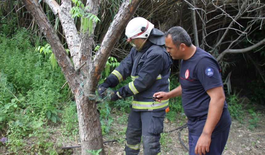 Ağlara Dolanan Yılanı İtfaiye Kurtardı