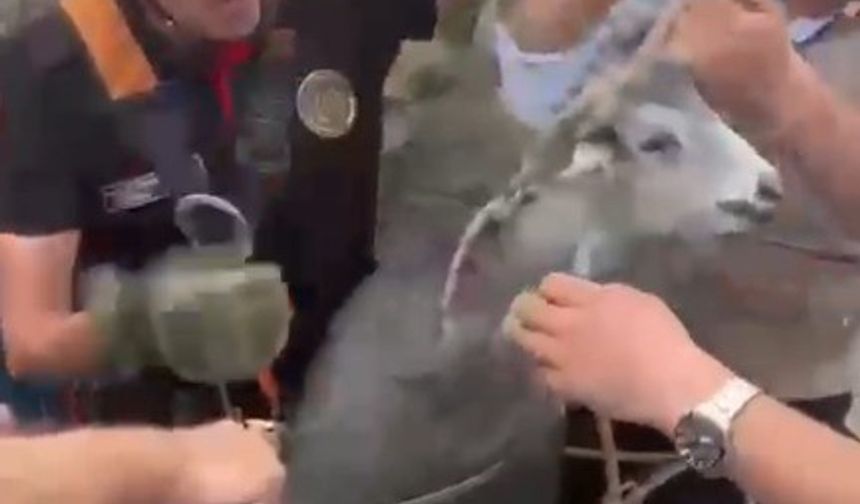 Kuyuya Düşen Keçi Kurtarıldı