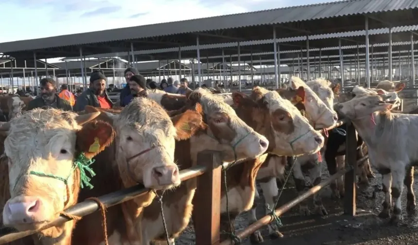 Canlı Hayvan Borsası’nda Kurban Satış Yeri Başvuruları Başlıyor