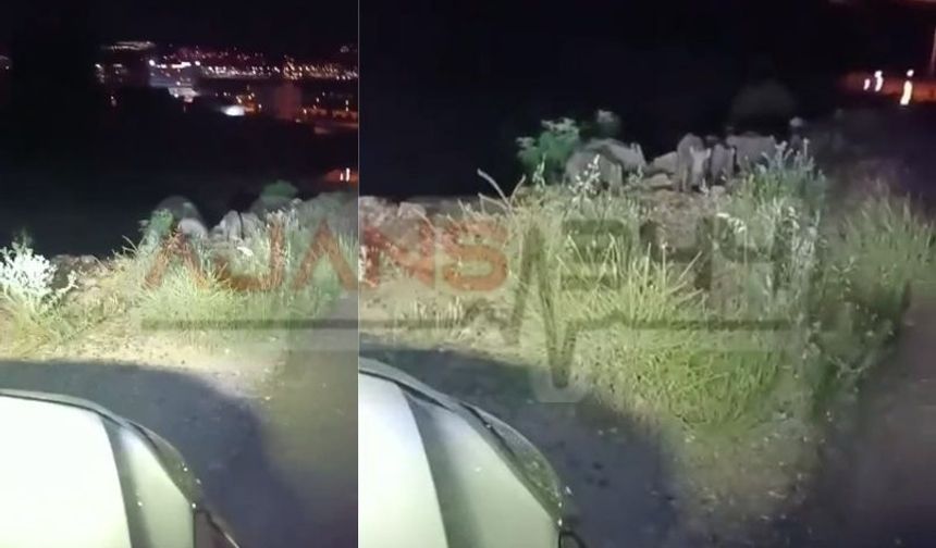Kahramanmaraş’ta Yaban Domuzları Şehre İndi: O Anlar Kamerada
