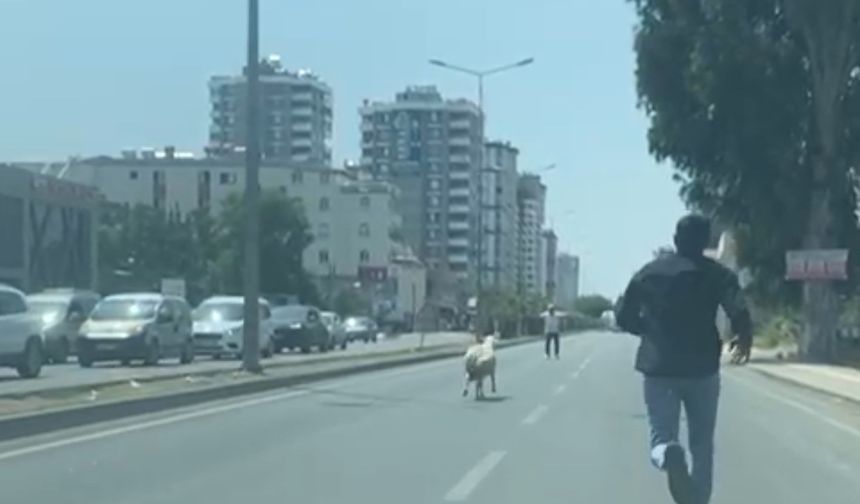 Kaçan Koyun Ve Keçiler Sahiplerini Peşlerinden Koşturdu