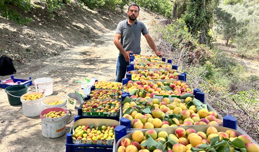 Zirai Donu Kayıpsız Atlatan Kayısıda Bereketli Hasat; 50 TL İle 70 TL Arasında Alıcı Buluyor