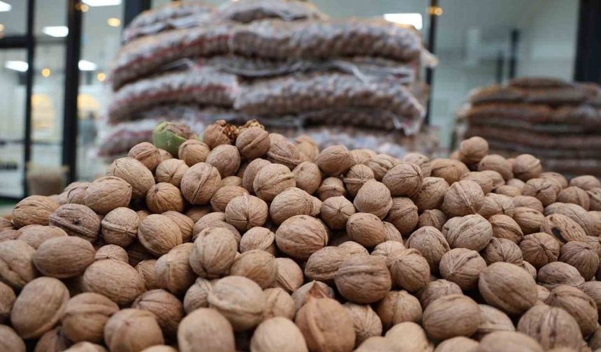 Kahramanmaraş’ta Ceviz Rekoltesi Düştü, Fiyatlar Arttı