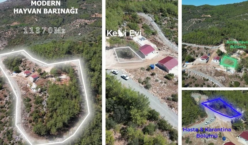 11 Bin 500 Metrekarelik Barınakta Çalışmalar Tamamlanıyor