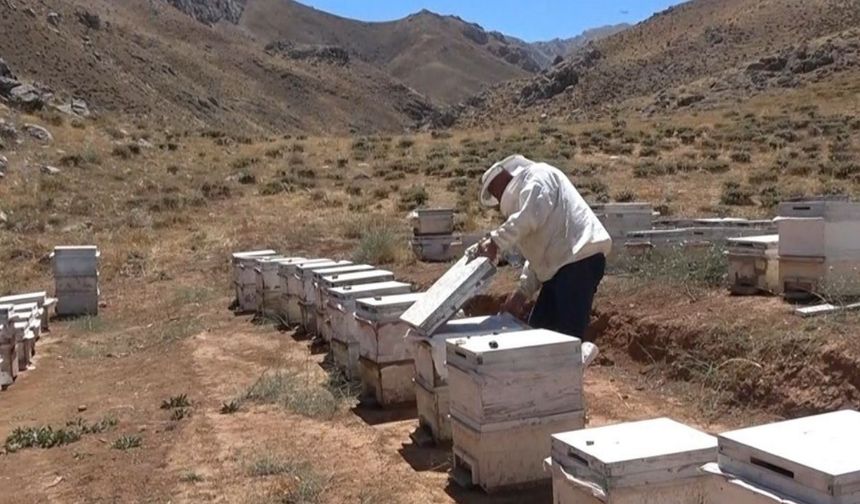 Yaylada Üretilen Bal Kalitesiyle Dikkat Çekiyor