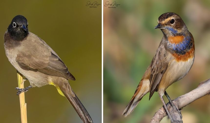 Kahramanmaraş’ın Doğasında Renkli Canlılar Objektife Yansıdı
