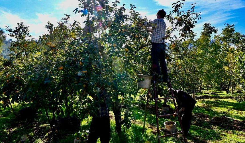 Türkoğlu'nda Trabzon Hurması Sezonu Açıldı
