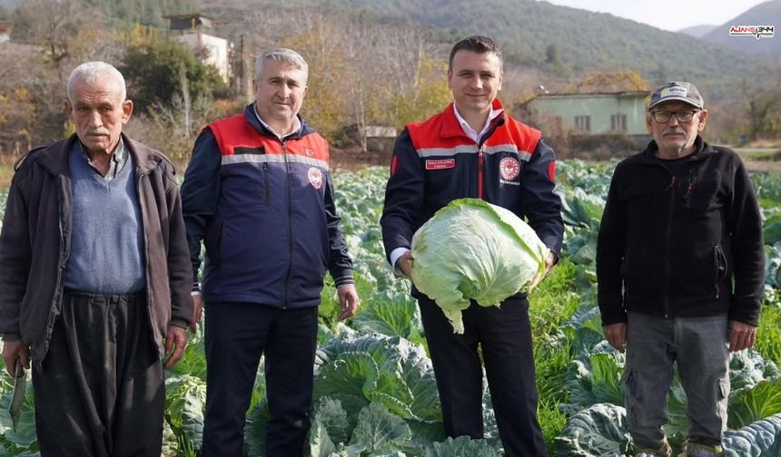 70 dönüm lahana tarlasında hasat zamanı
