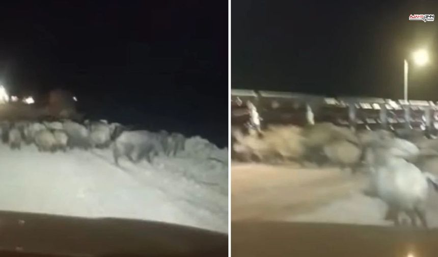 Kahramanmaraş'ta domuz sürüsü vatandaşları tedirgin etti