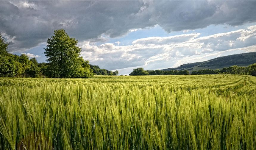 Elbistan'da hazır kurulu düzen! Devlet yetişkin ağaçlarla dolu bahçeyi satacak