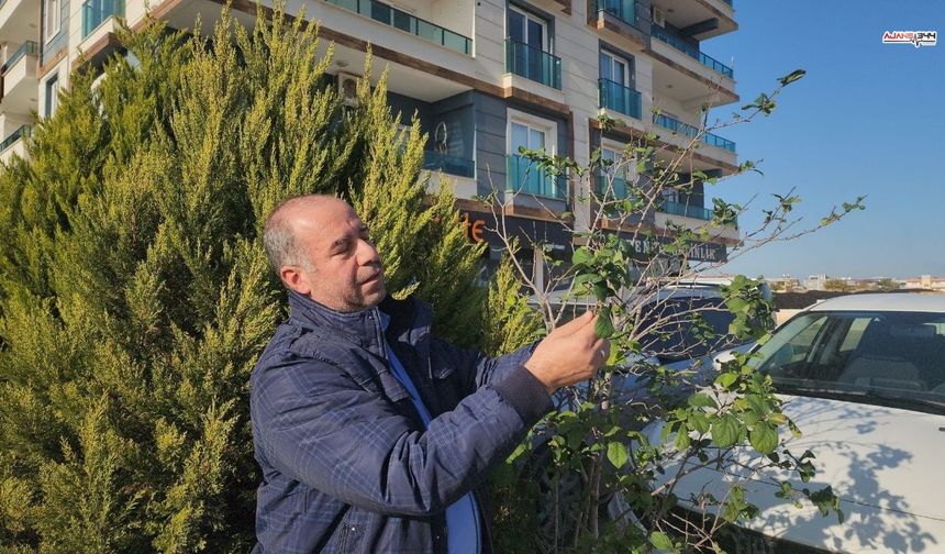 Mevsimler kaydı, aralıkta meyve veren erik ağacı şaşırttı