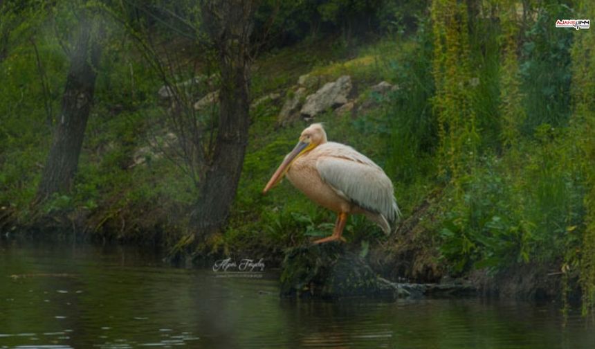Yaralı Pelikanla Kurulan Sessiz Dostluk Yürekleri Isıttı