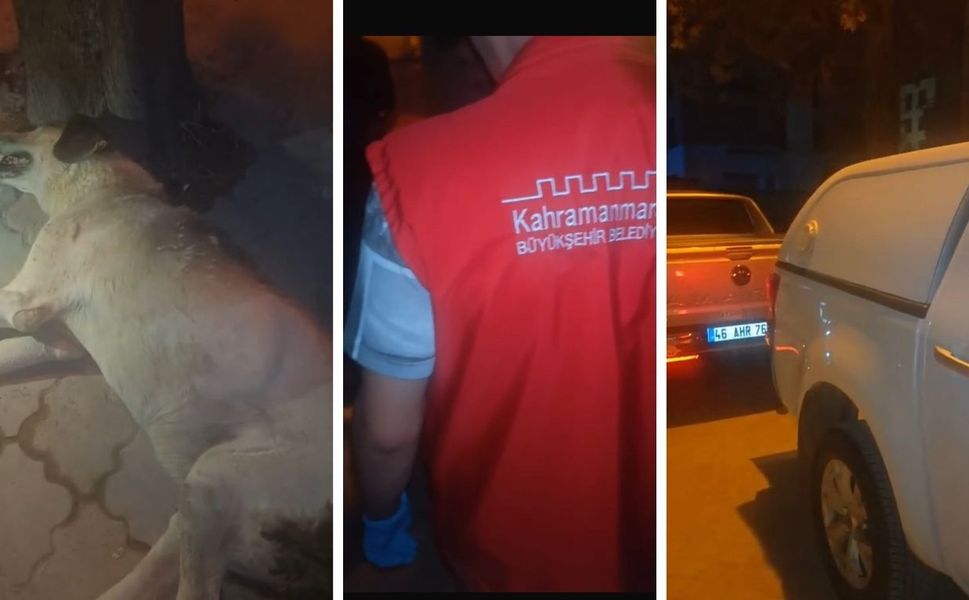 Kahramanmaraş’ta Mahallenin Bekçisi “Garip’e” KMBB Sahip Çıktı