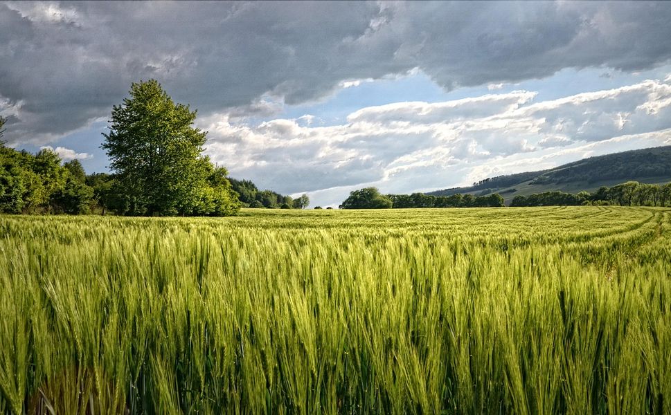 Kahramanmaraş'ta Büyük Satış: Bahçe Ve İçindeki Tüm Yapılar Bu Rakamı Getirene Mahkemeden Verilecek