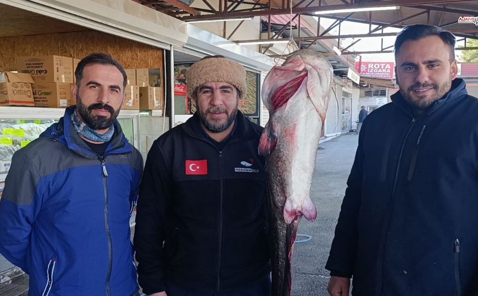 Kahramanmaraş'ta Dev Yayın Balığı Yakalandı